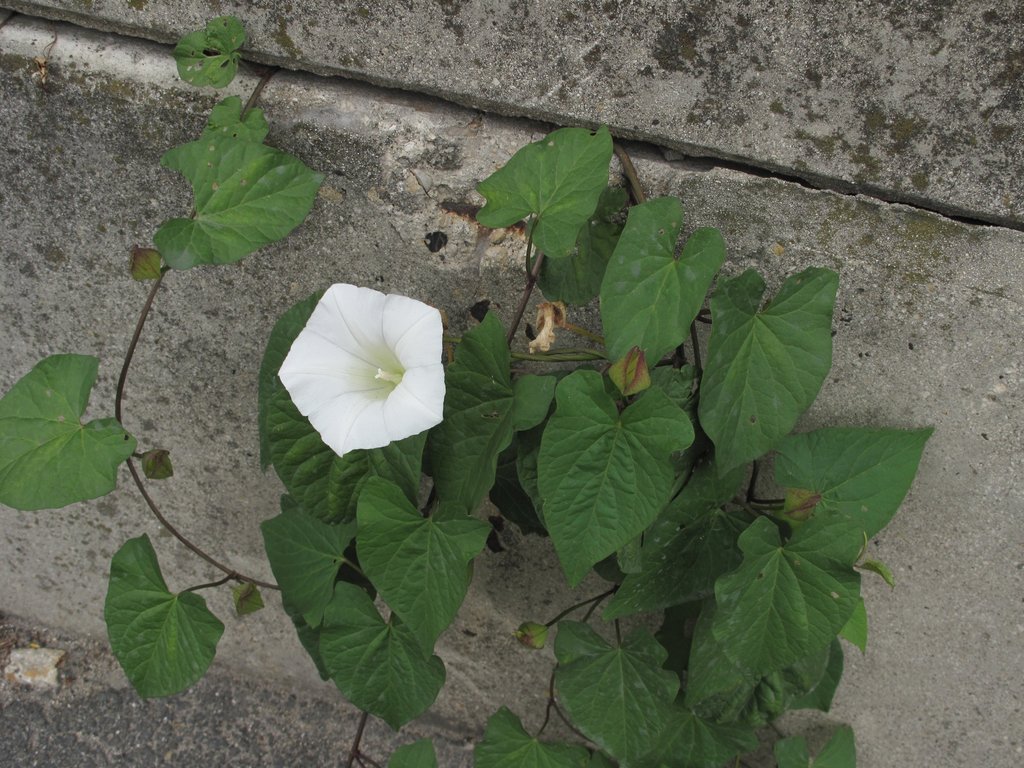 Calystegia sepium